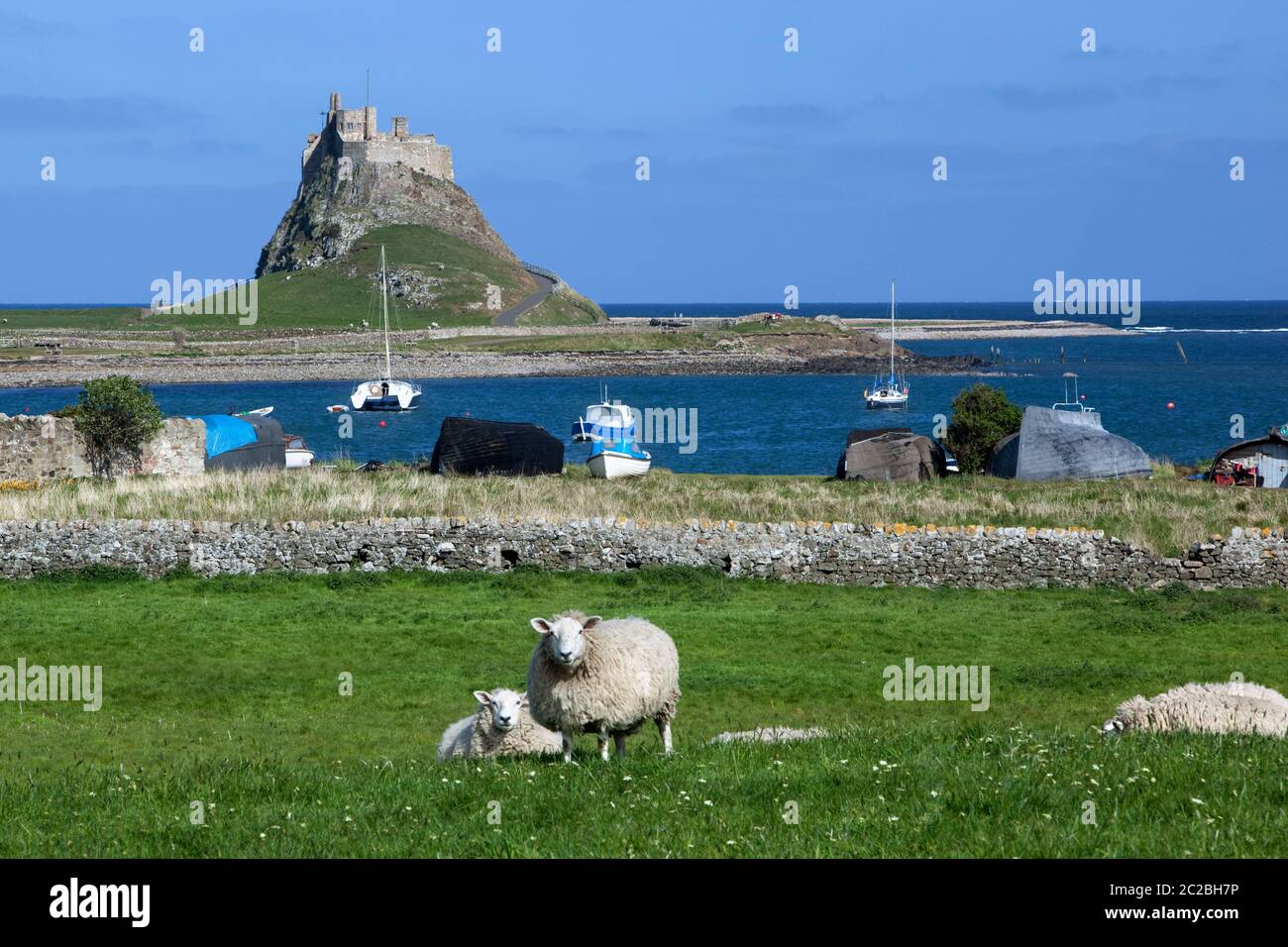 Vista su pecore e baia al castello di Lindisfarne, Lindisfarne (Isola Santa), Northumberland, Inghilterra, Regno Unito, Europa Foto Stock