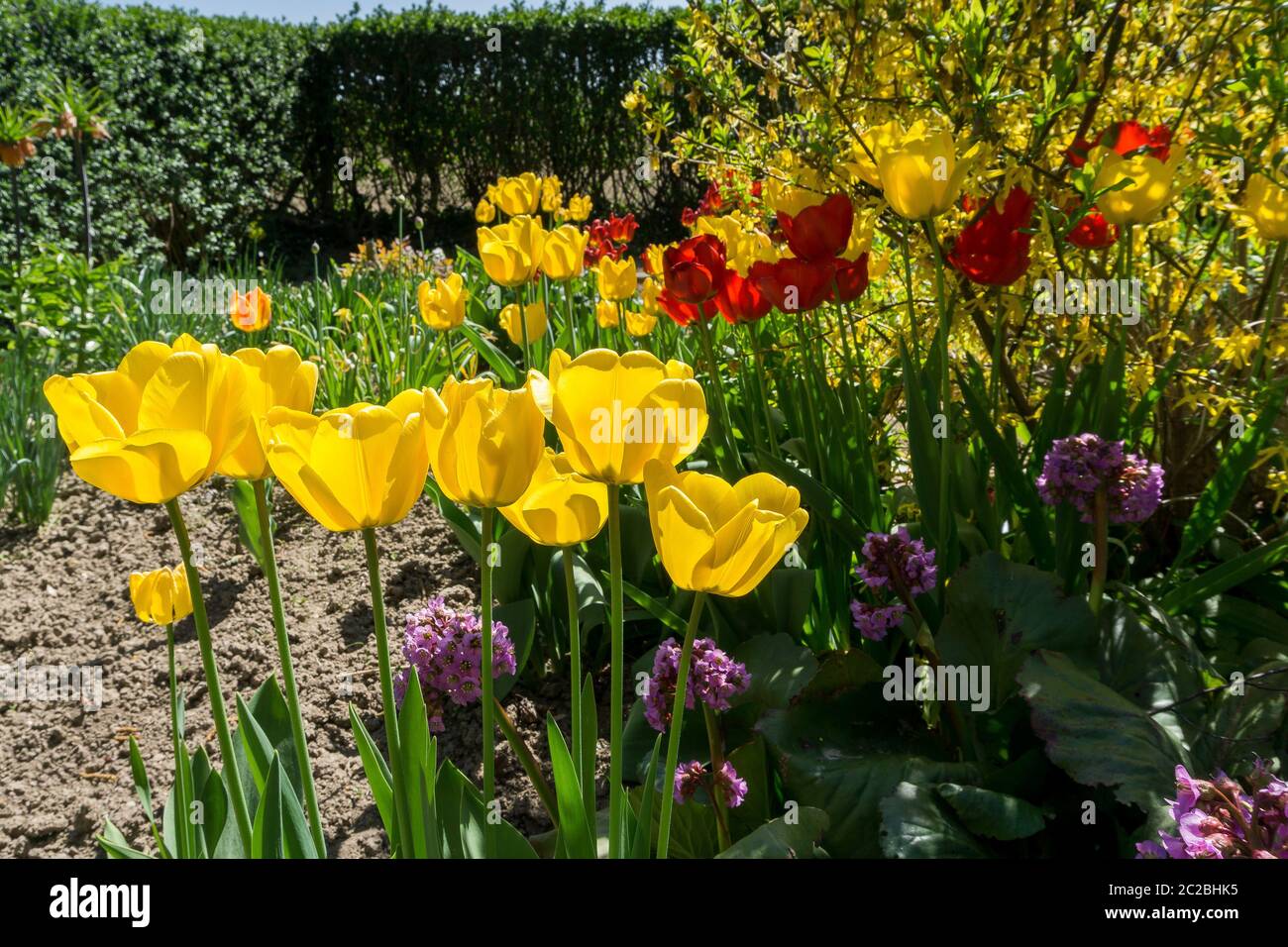 I tulipani in giardino Foto Stock