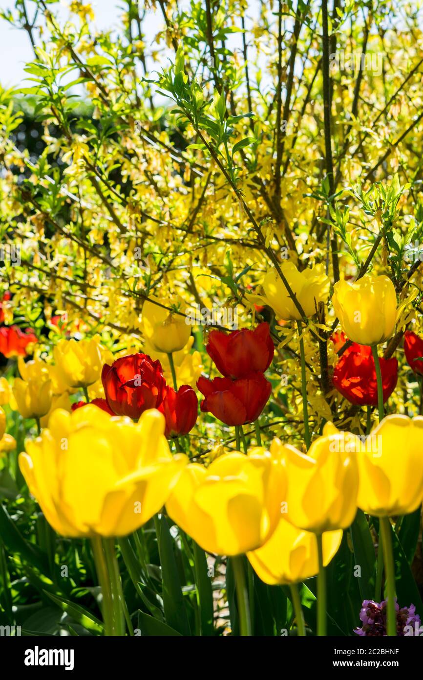 I tulipani in giardino Foto Stock