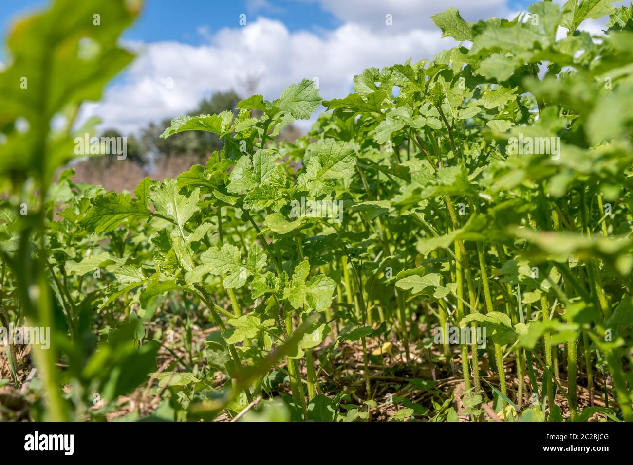 Verde di piante di senape come concime verde su un campo con il cielo blu e nuvole Foto Stock