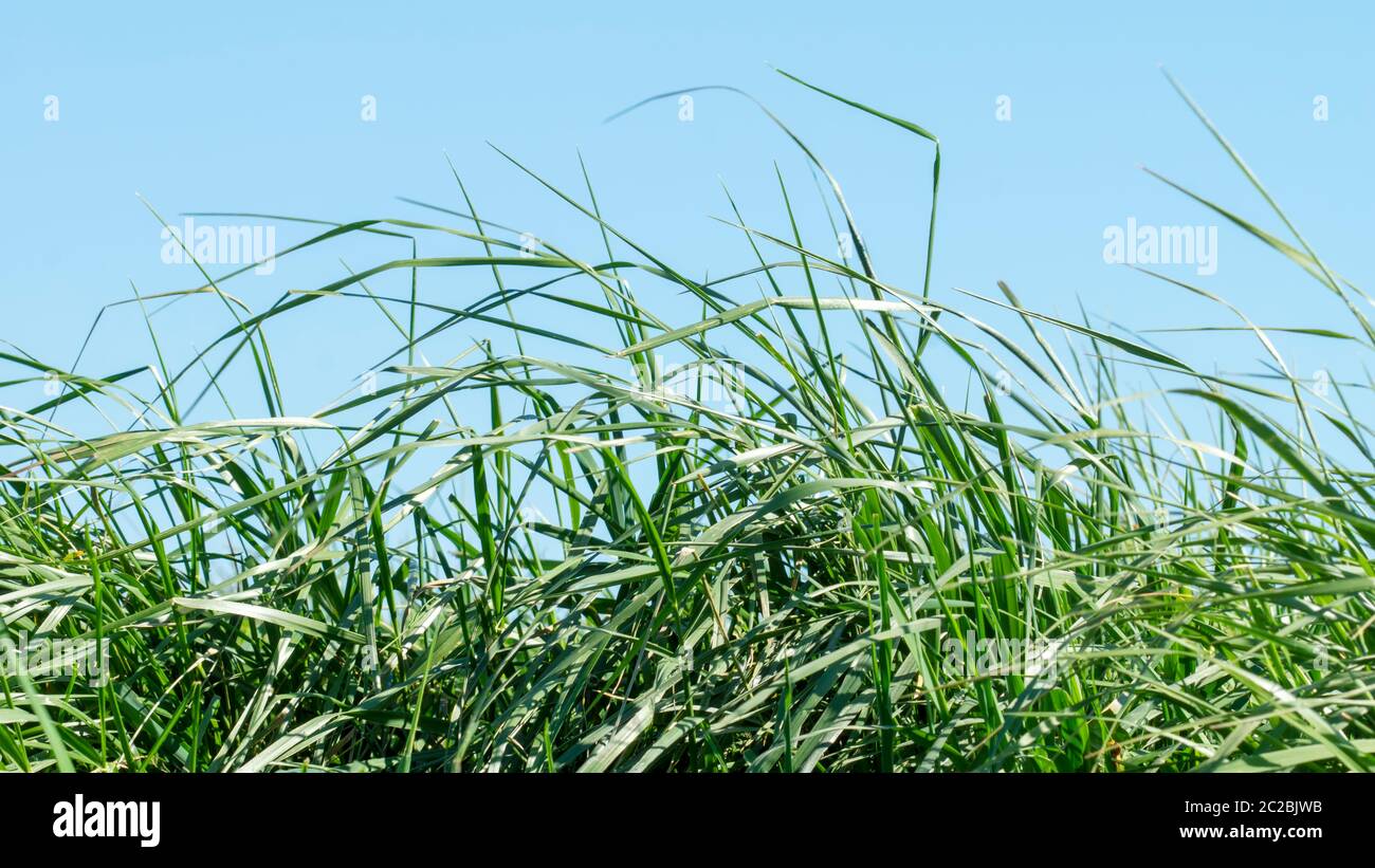 Erba fiorente in dettaglio Foto Stock