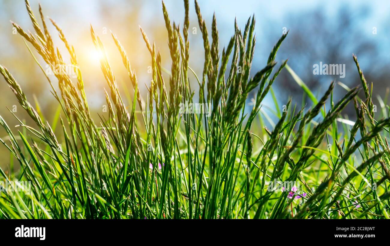 Erba fiorente in dettaglio Foto Stock