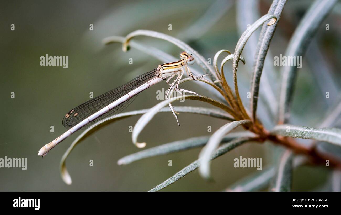 dettagli di una libellula Foto Stock