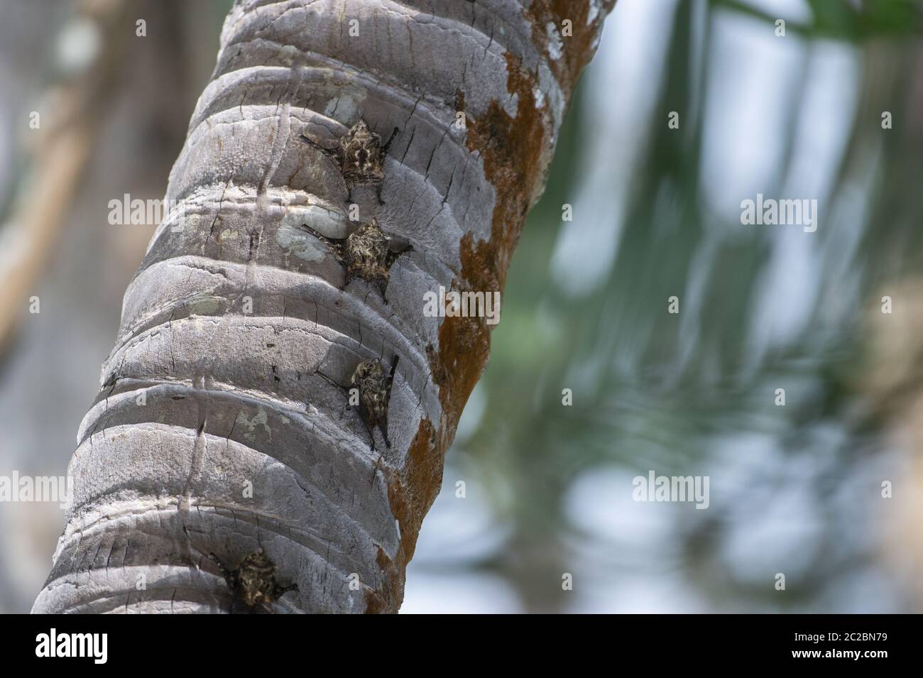 I pipistrelli si mimetizzano simulando la forma di un serpente su un tronco di albero.Greateer Bat, Saccopteryx bilineata, Emballonuridae, Sierpe Foto Stock