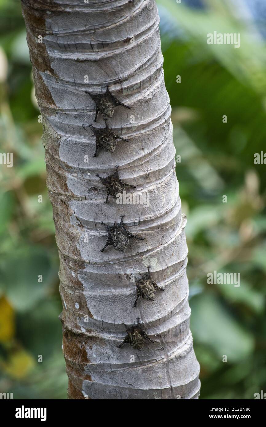 I pipistrelli si mimetizzano simulando la forma di un serpente su un tronco di albero.Greateer Bat, Saccopteryx bilineata, Emballonuridae, Sierpe Foto Stock