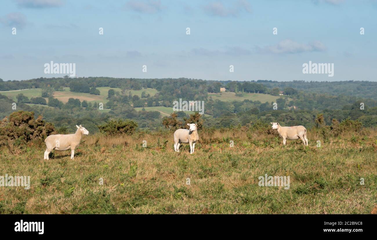 Tre pecore su Ashdown Forest, East Sussex, Regno Unito Foto Stock