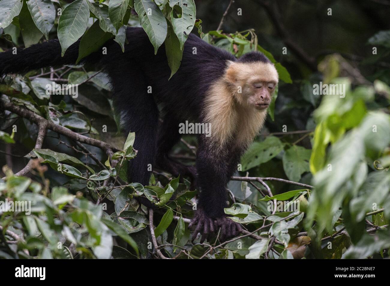 Scimmia cappuccina dalla gola bianca, Cebus cappucino, Cebidae, Sierpe River, Sierpe, Costa Rica, Centroamerica Foto Stock