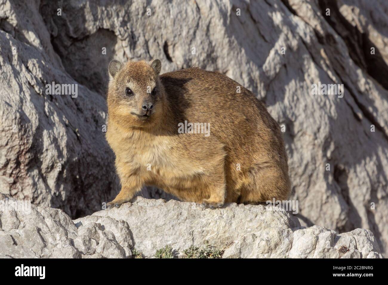 Procovia capensis (Rocca dassie) a Hermanus, Capo Occidentale, Sud Africa Foto Stock