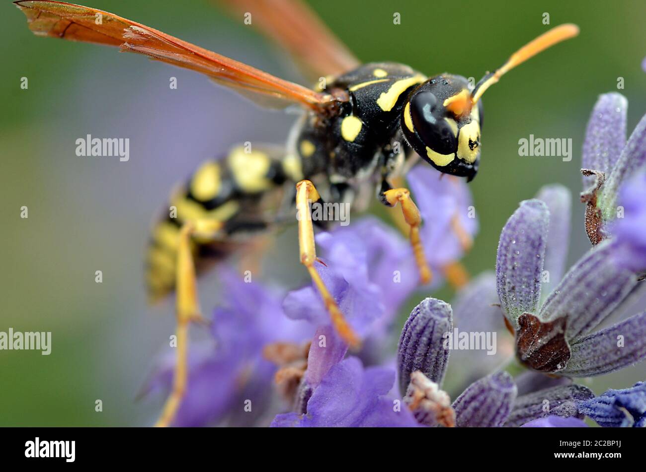 Macro di vespe visto di fronte su fiore di lavanda Foto Stock