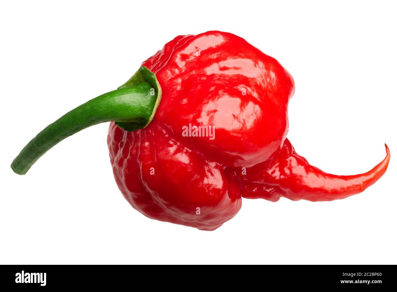 Carolina Reaper, il più caldo il Cile Peperoncino (Capsicum chinense x C. frutescens), intero pod mature, isolato Foto Stock