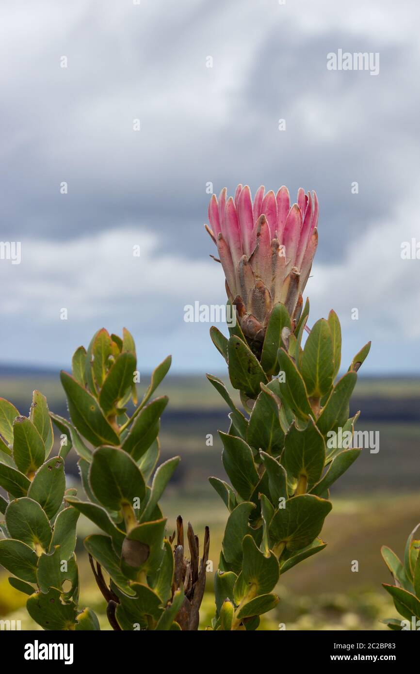 Protea compacta vicino a Stanford, Capo Occidentale, Sud Africa Foto Stock