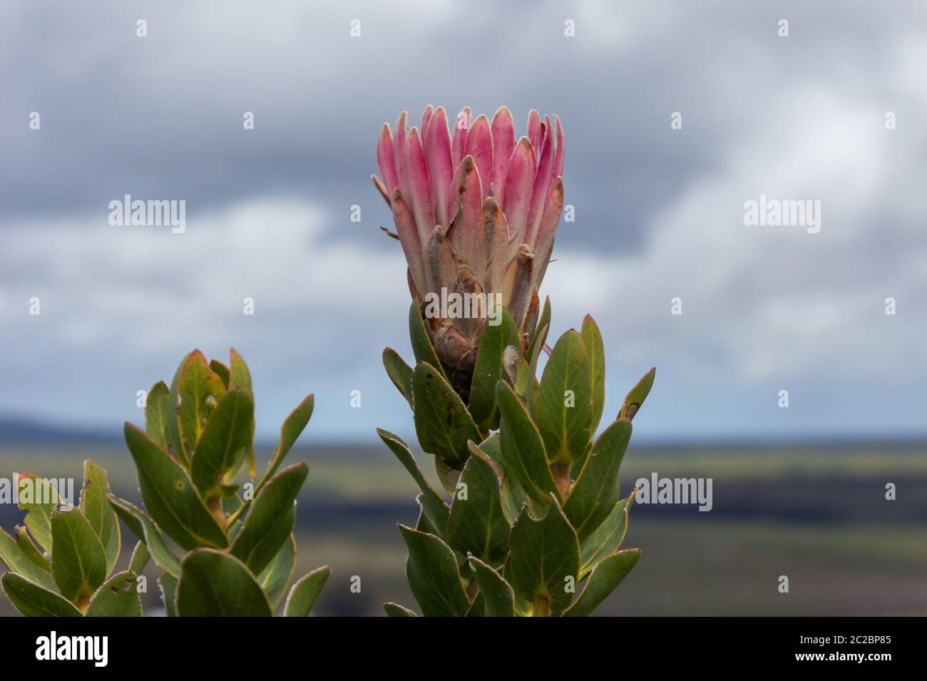 Protea compacta vicino a Stanford, Capo Occidentale, Sud Africa Foto Stock