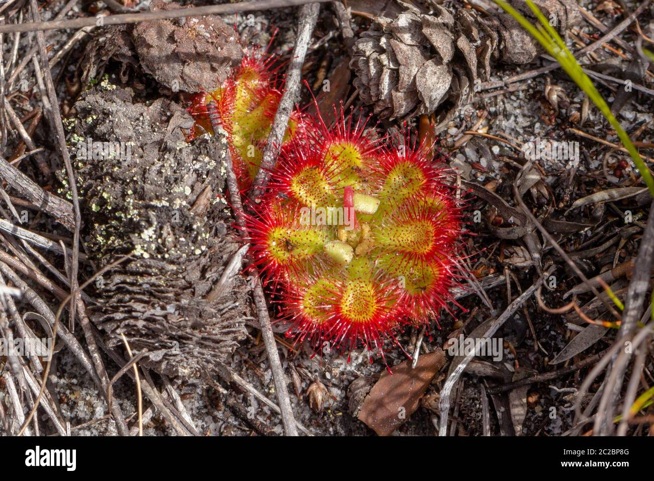 Drosera xerophila vicino a Napier, Capo Occidentale, Sud Africa Foto Stock