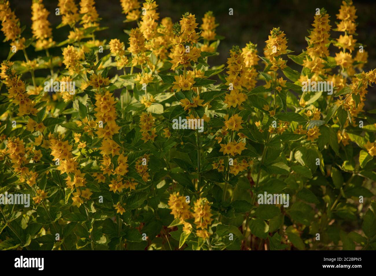 Piante perenni erbacee gialle Loosewelfe in fiore pieno visto nel giardino nel mese di giugno. Foto Stock