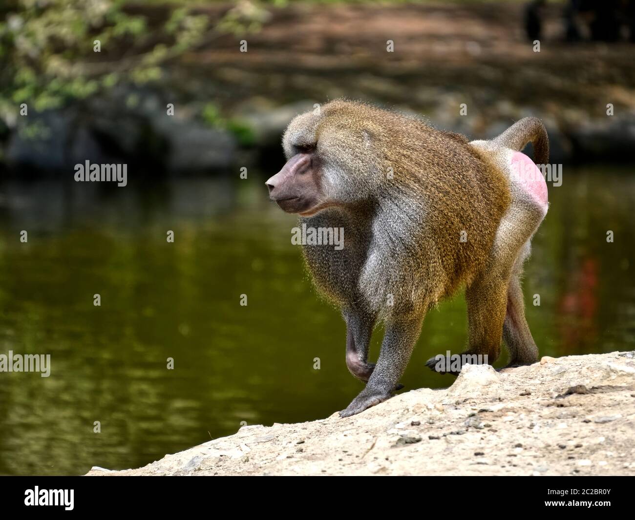 Hamadryas baboon (Papio hamadryas) che cammina sul terreno Foto Stock