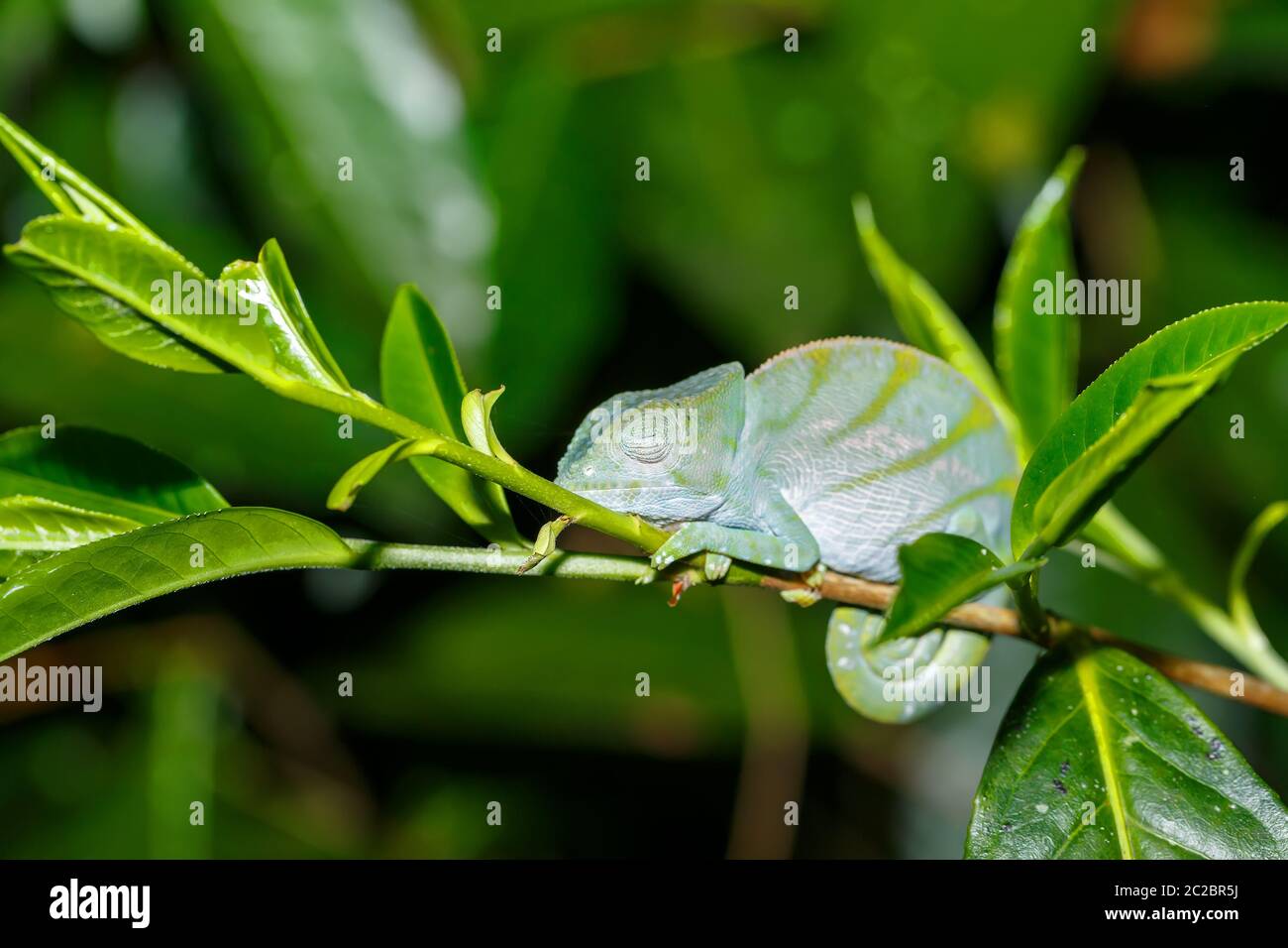 Calumma parsonii, Parsons camaleonte, grandi specie di chameleon sulla piccola filiale in attesa di insetto. Foto notturne. Andasibe - Analamazaotra National Foto Stock