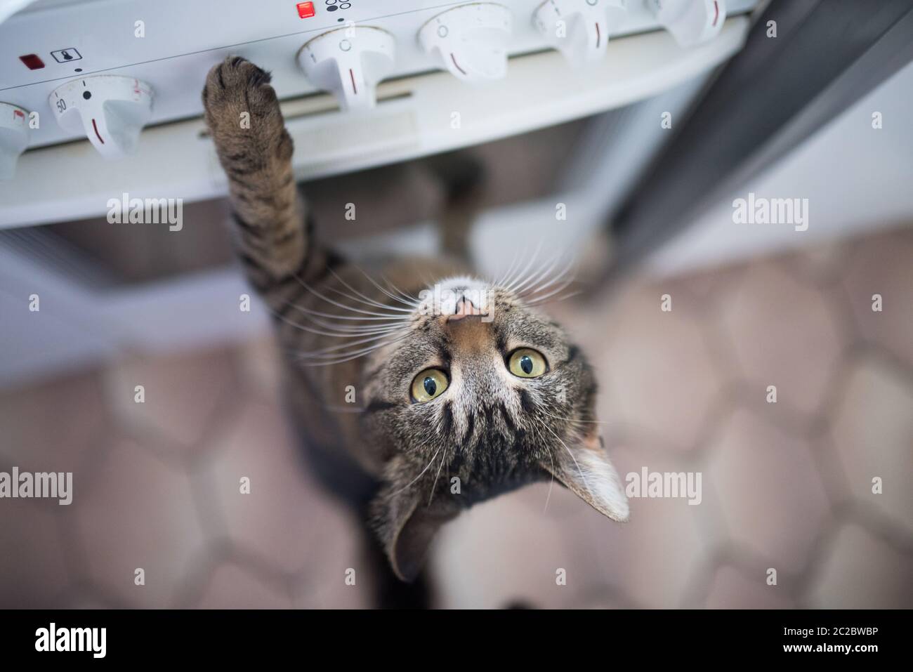 tabby shorthair gatto che raggiunge per bottoni sul forno in cucina Foto Stock