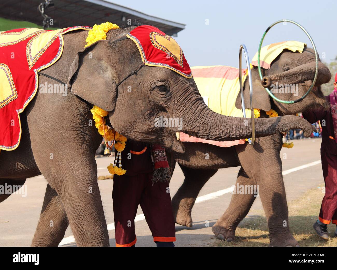 Decorazioni colorate dell'elefante e spettacolo durante il Festival degli Elefanti, provincia di Sayaboury, Laos Foto Stock