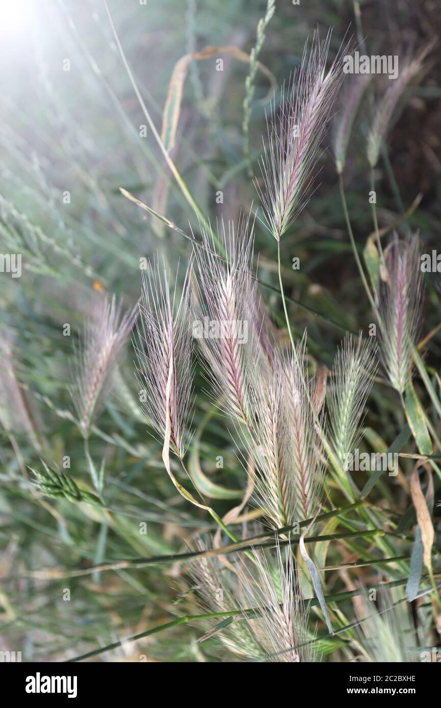 Tende da prato che possono essere pericolose per i cani. Giugno spighe d'erba. Foto Stock