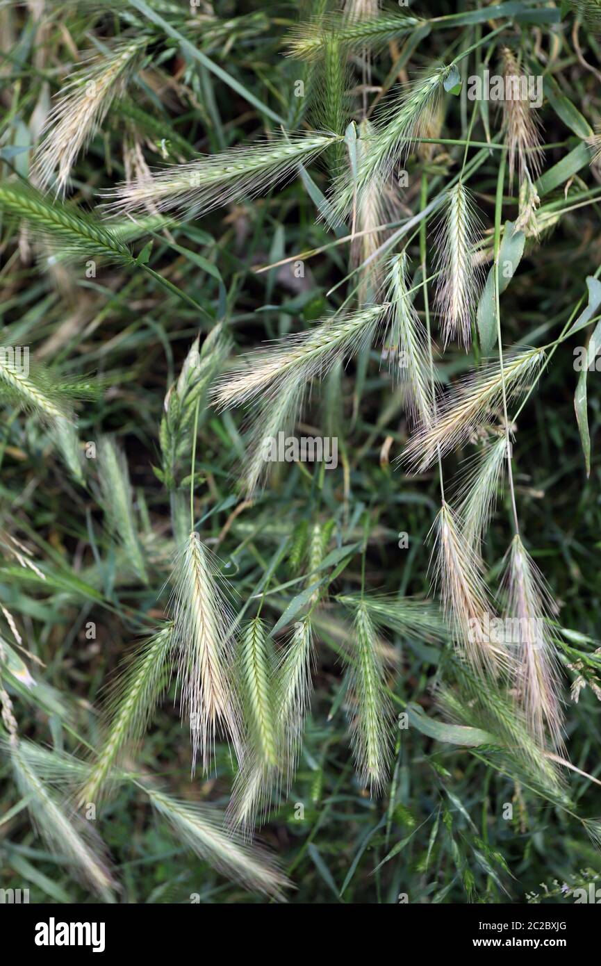 Tende da prato che possono essere pericolose per i cani. Giugno spighe d'erba. Foto Stock