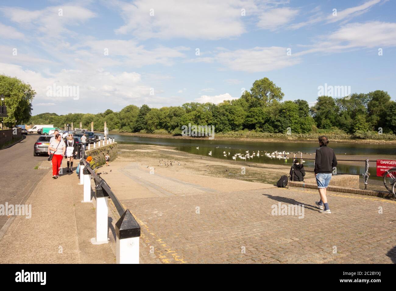 Swans sul Tamigi a Old Isleworth, Londra, Regno Unito Foto Stock