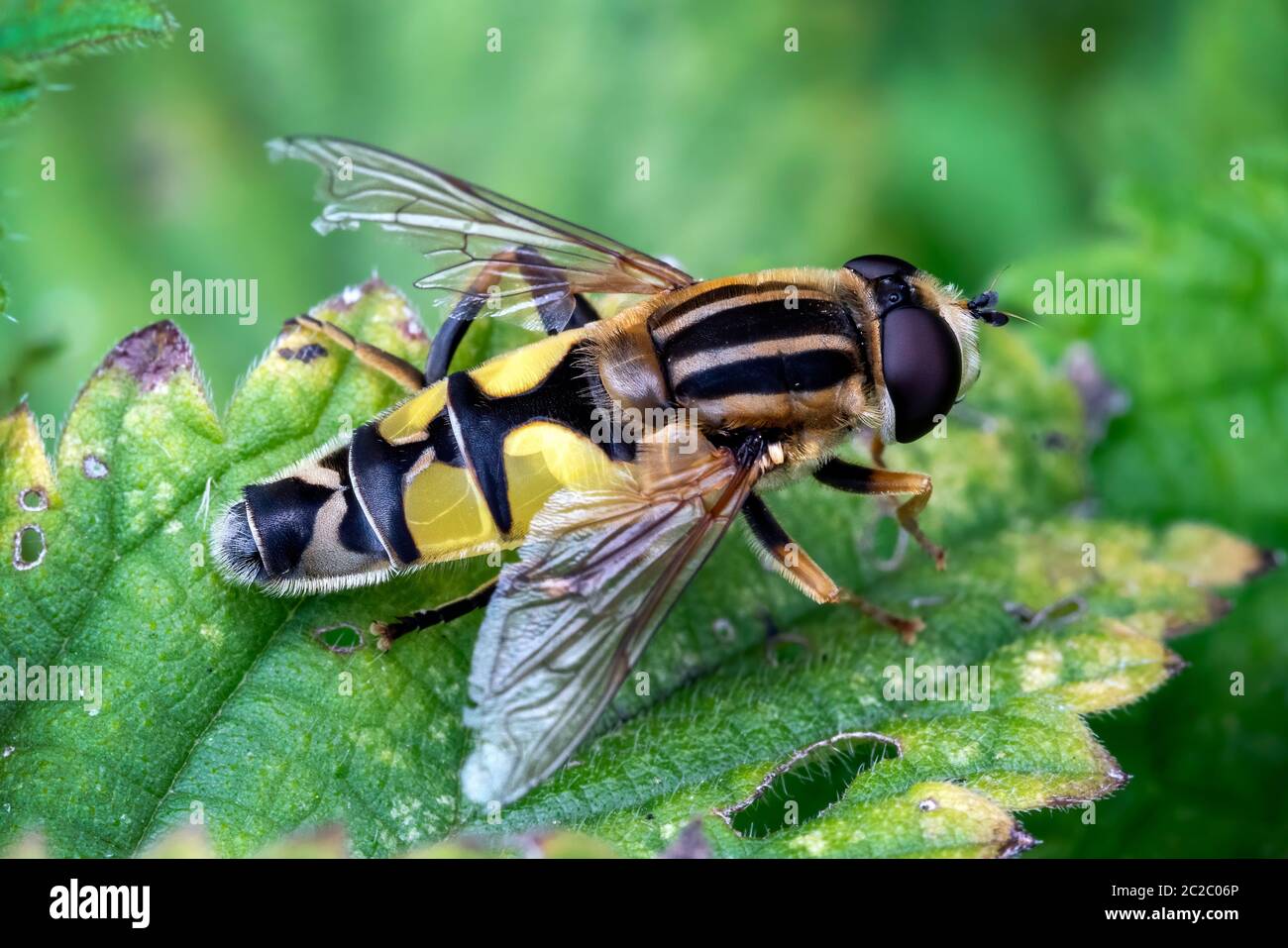 Hoverfly (Helophilus pendulus) una specie comune di insetti volanti trovato nel Regno Unito e comunemente conosciuto come mosca del sole Foto Stock