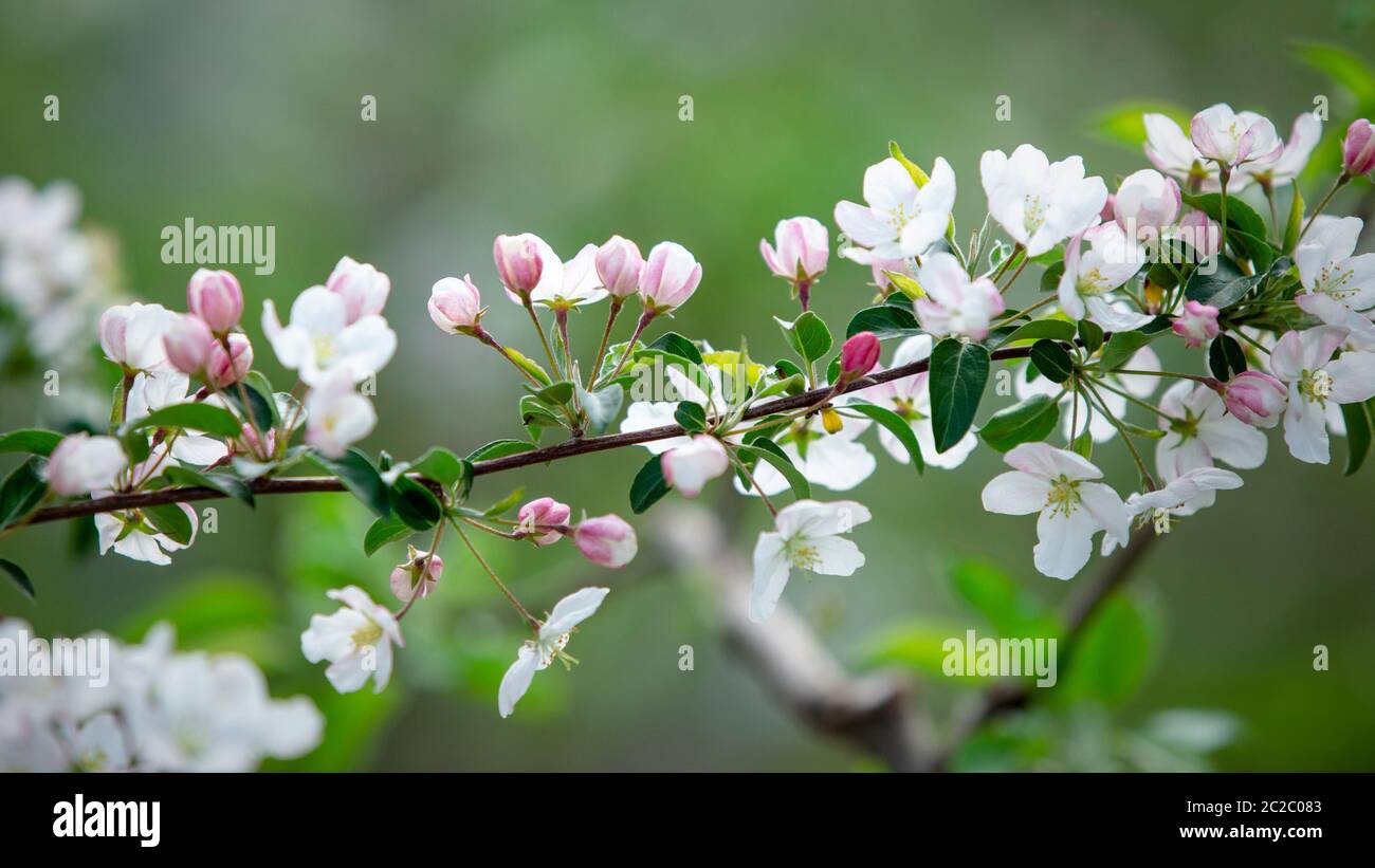 Giardino fiorente in primavera. Ramo con molti fiori bianchi e boccioli rosa in fattoria di mele Foto Stock