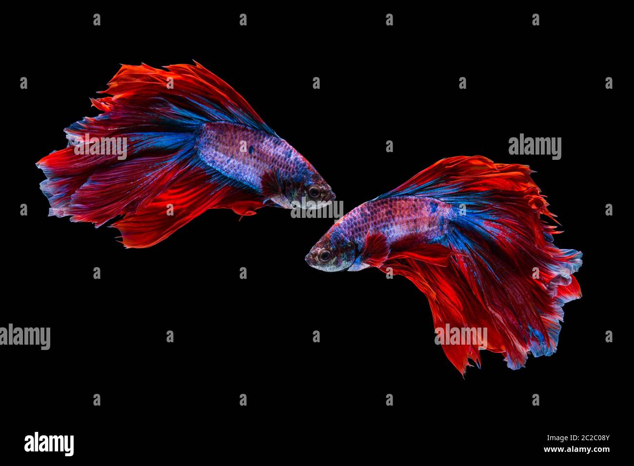 Il rosso e il blu betta pesce, siamesi lotta contro la pesca su sfondo nero Foto Stock