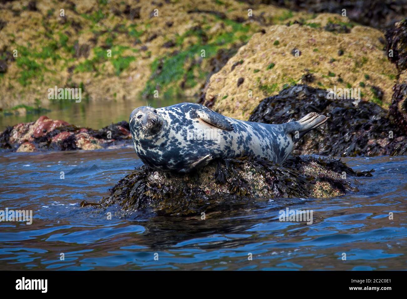 Gray Seal (Halichoerus grypus) un grande mammifero animale di vita marina selvatico che riposa su una roccia in Tenby Wales UK e conosciuto come sigillo Atlantico o sigillo crine head Foto Stock