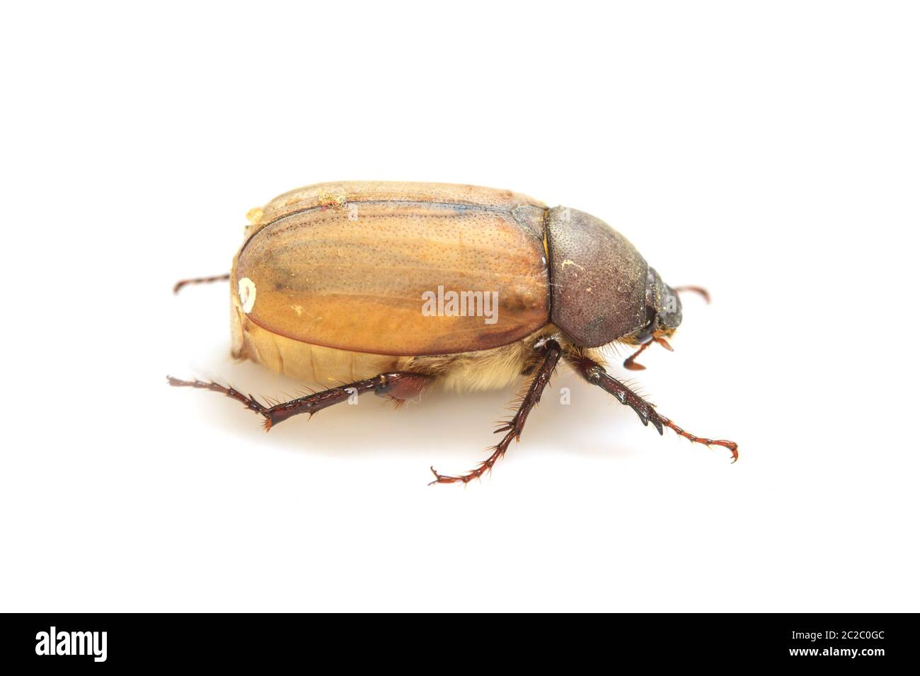 Cockchafer o bug su sfondo bianco Foto Stock