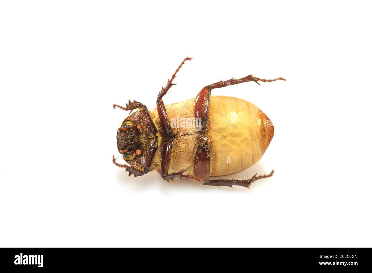 Cockchafer o bug su sfondo bianco Foto Stock