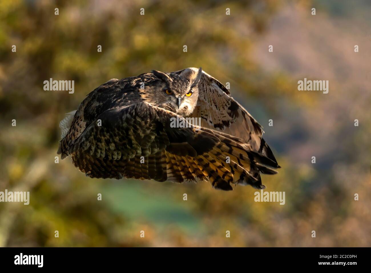 Uccello di Owl da orecchie lunghe con le sue ali sparse in volo e comunemente conosciuto come gufo di gatto o di gallina con cornamella minore Foto Stock