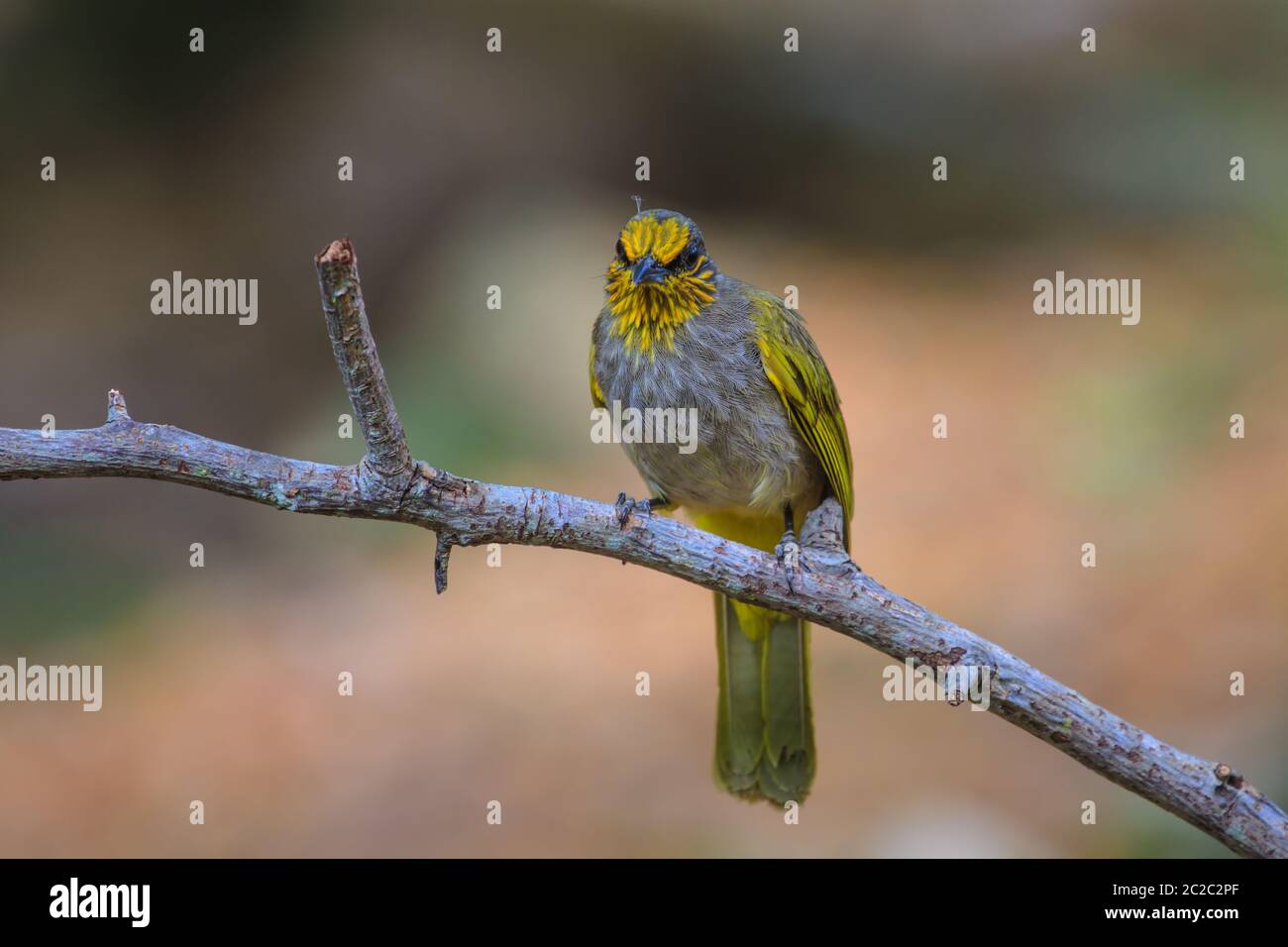 Stripe-throated Bulbul Bird, in piedi su un ramo in natura della Thailandia Foto Stock