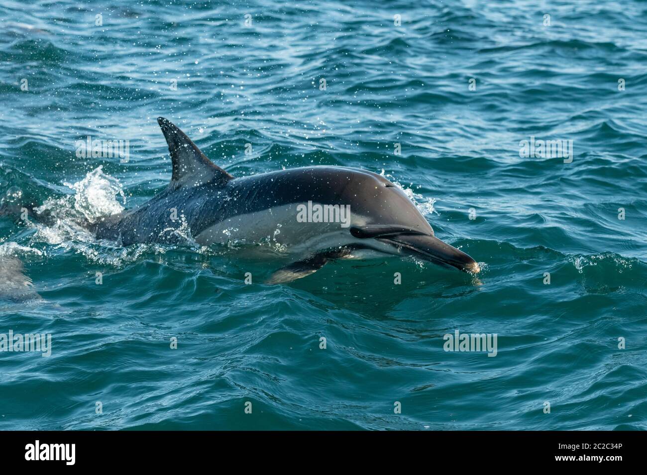 Comune Dolphin Breaching Foto Stock