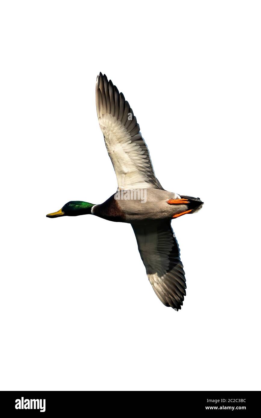 Maschio Mallard Duck (anus platyrhynchos) uccello in volo tagliato e isolato su uno sfondo bianco Foto Stock