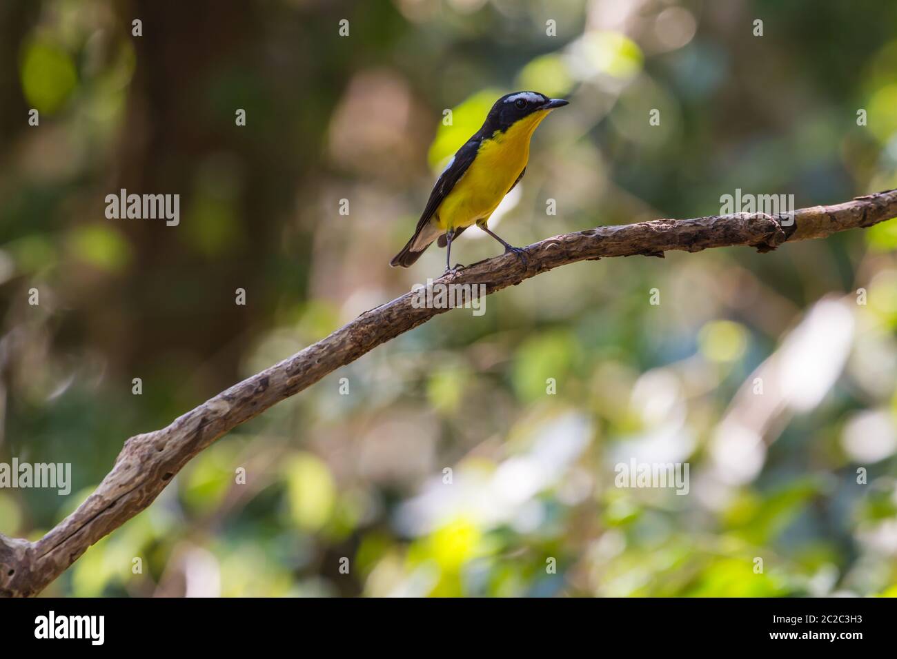Maschio giallo-rumped flycatcher (Ficedula zanthopygia) nella natura della Thailandia Foto Stock