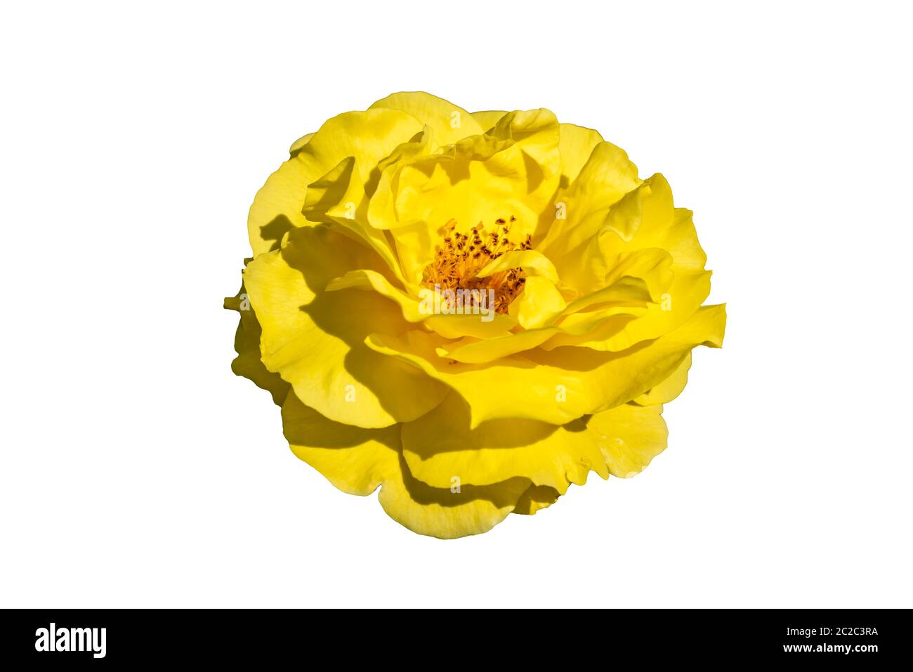 Rosa 'Korlillub' un fiore giallo doppio estate stagione autunno pianta tagliata e isolato su uno sfondo bianco Foto Stock