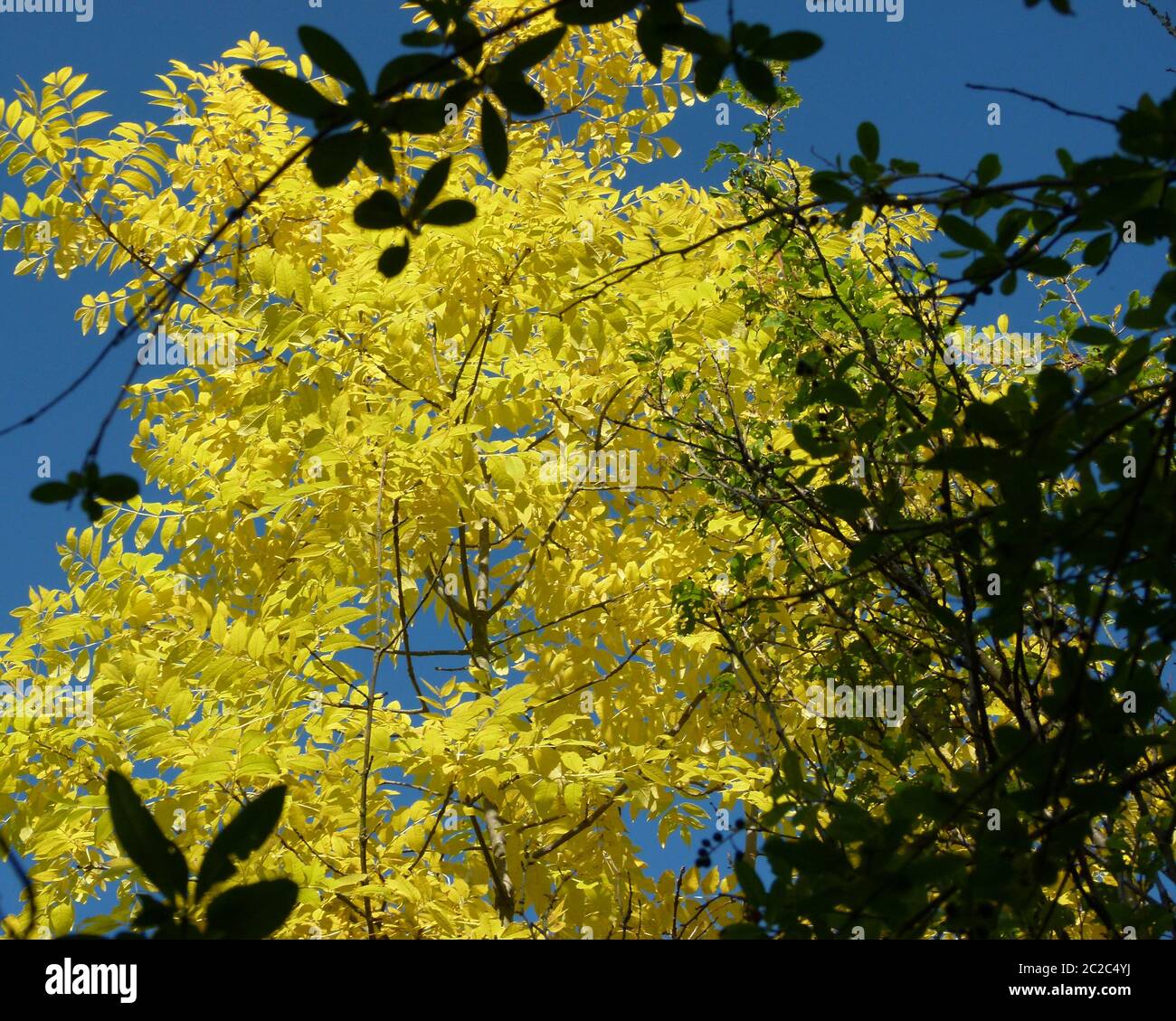 Impressioni autunnali con tetto verde in giallo brillante contro un cielo blu Foto Stock