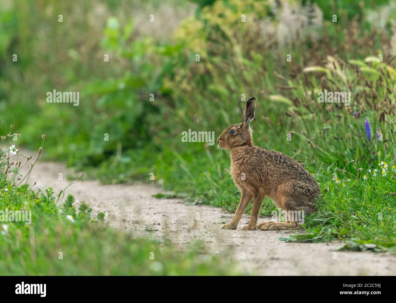 Lepre bruna (nome scientifico: Lepus Europaeus) lepre grande, allerta seduto in habitat naturale di terreni agricoli, rivolto a sinistra. Primo piano. Spazio per la copia. Orizzontale Foto Stock