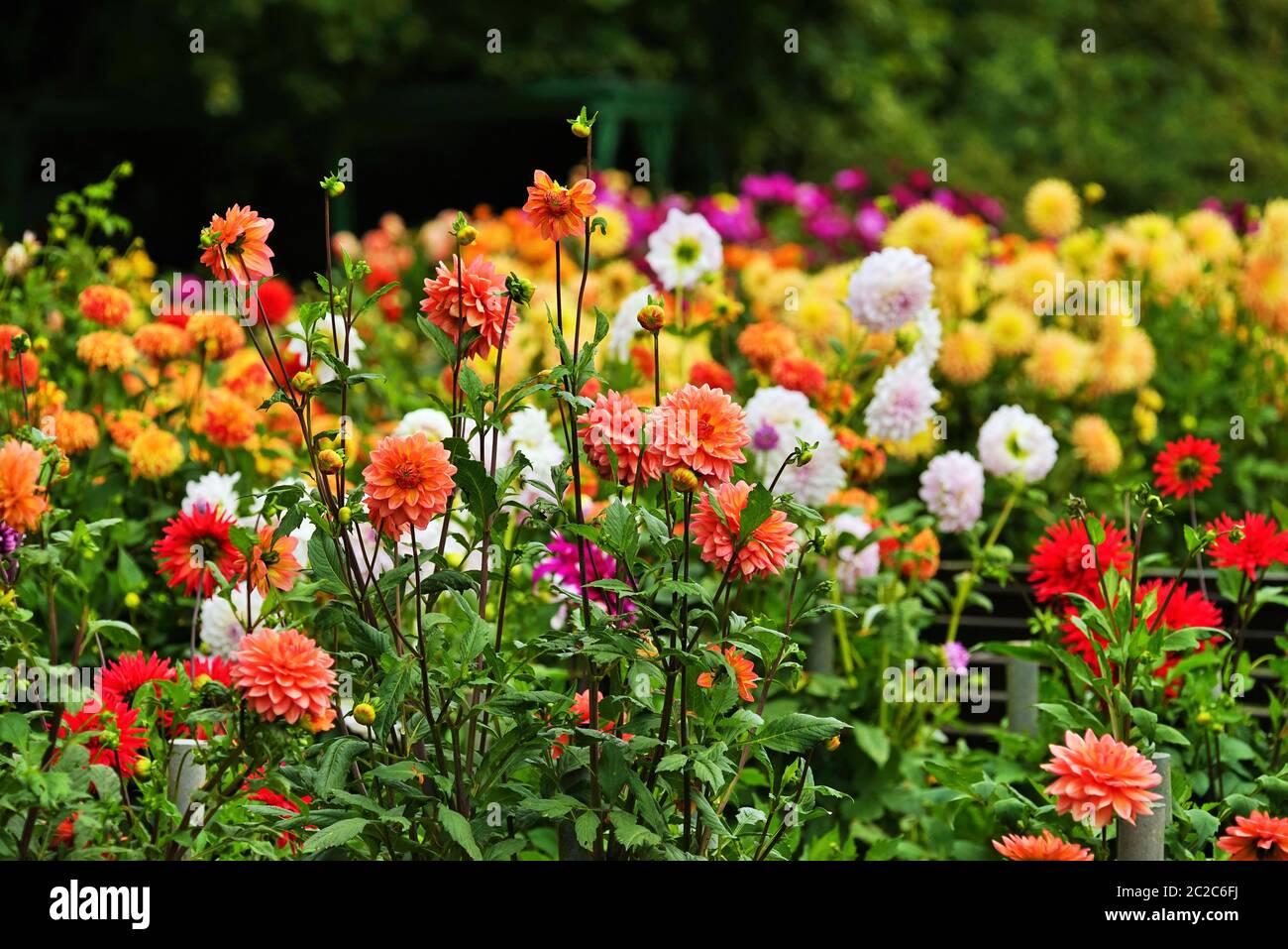 Bella dahlia fiore in un giardino botanico in estate Foto Stock