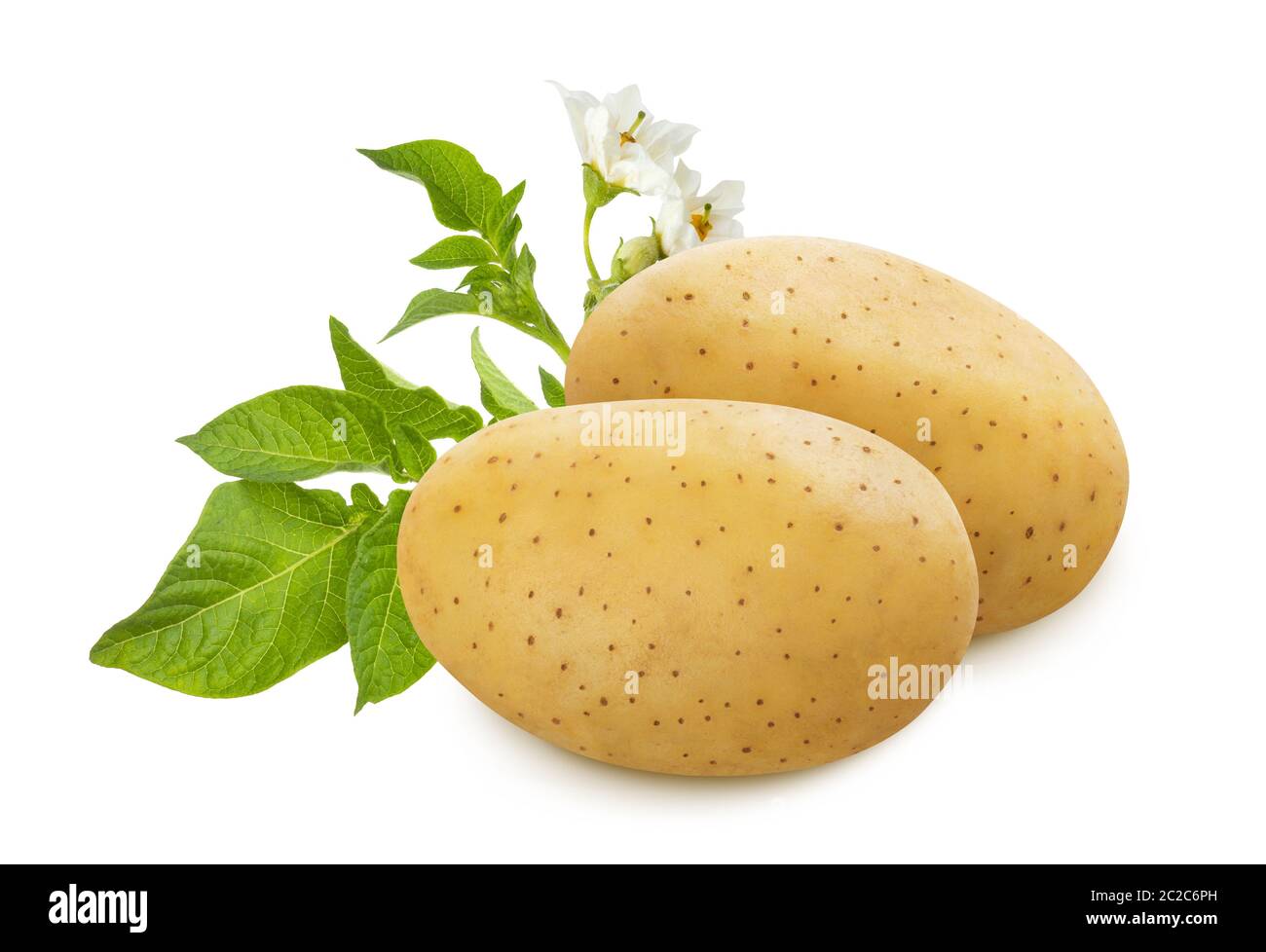 Materie di patate con foglie verdi e fiori isolati su sfondo bianco Foto Stock