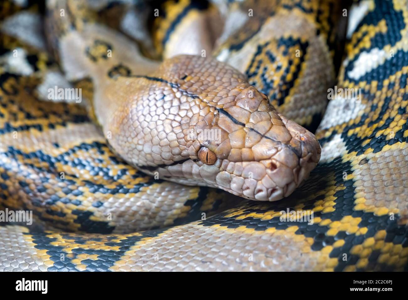 Serpente di pitone reticolato (reticulatus malayopython) talvolta noto come Python reale o Python palla Foto Stock