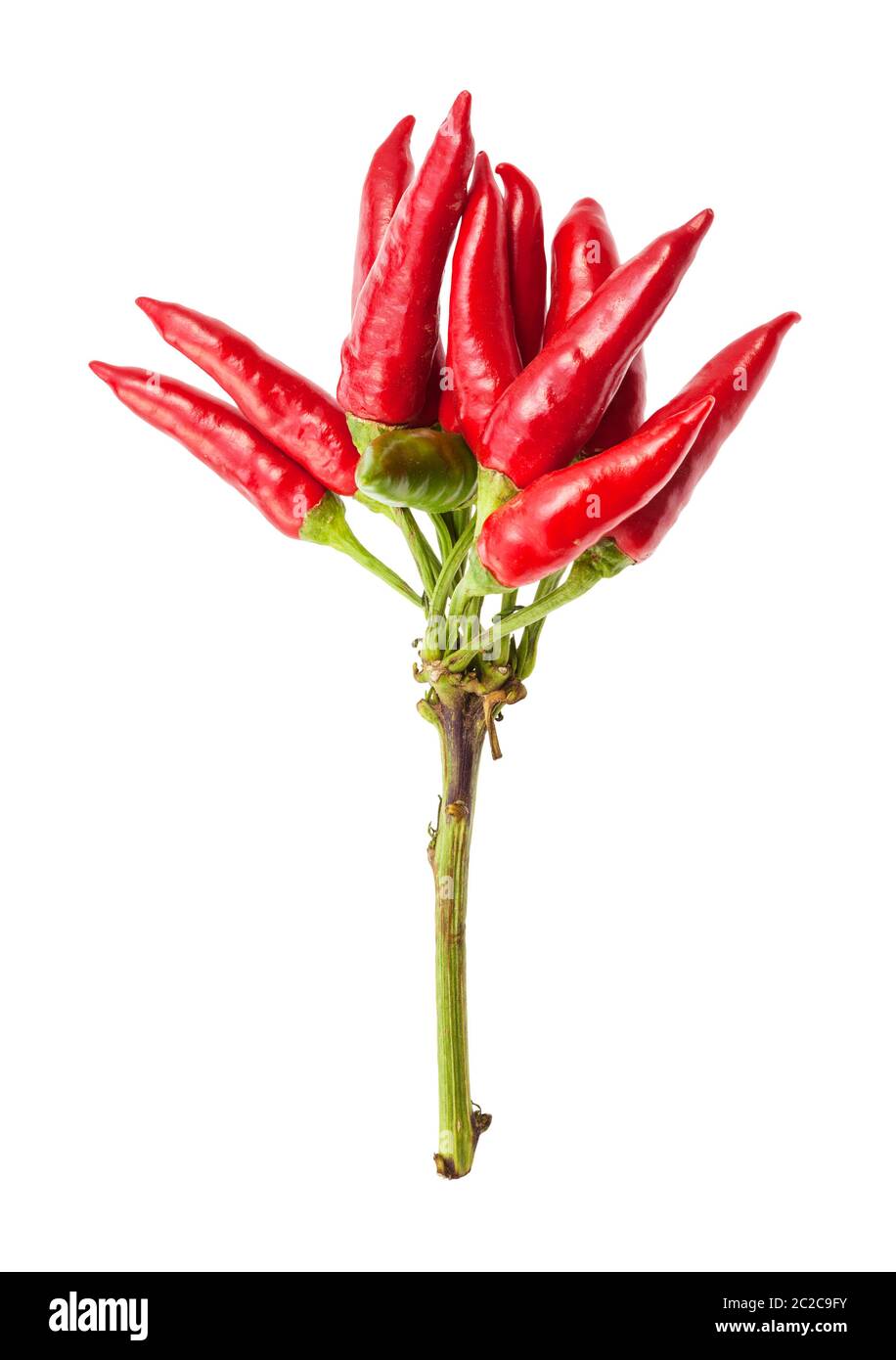 Cluster di freschi maturi peperoncino rosso (peperoncini) isolato su bianco cackground Foto Stock