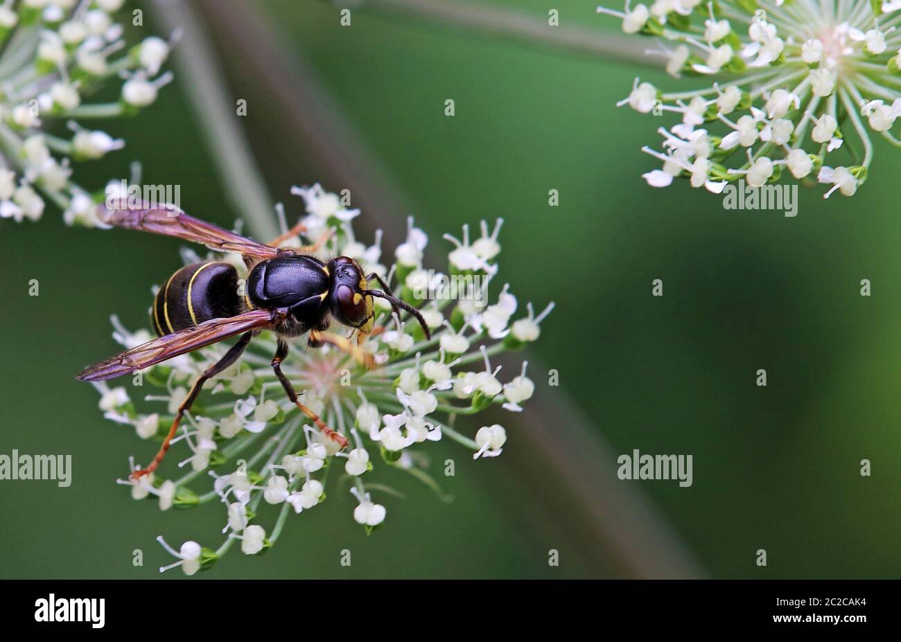 Macro registrazione media wasp Dolichovespua media Foto Stock