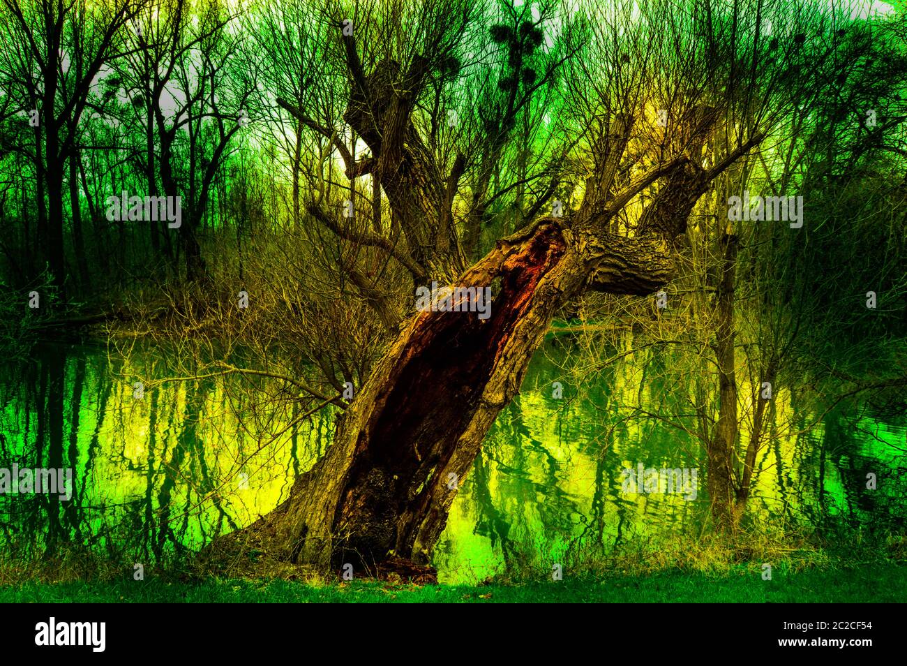 Flora e Fauna Foto Stock