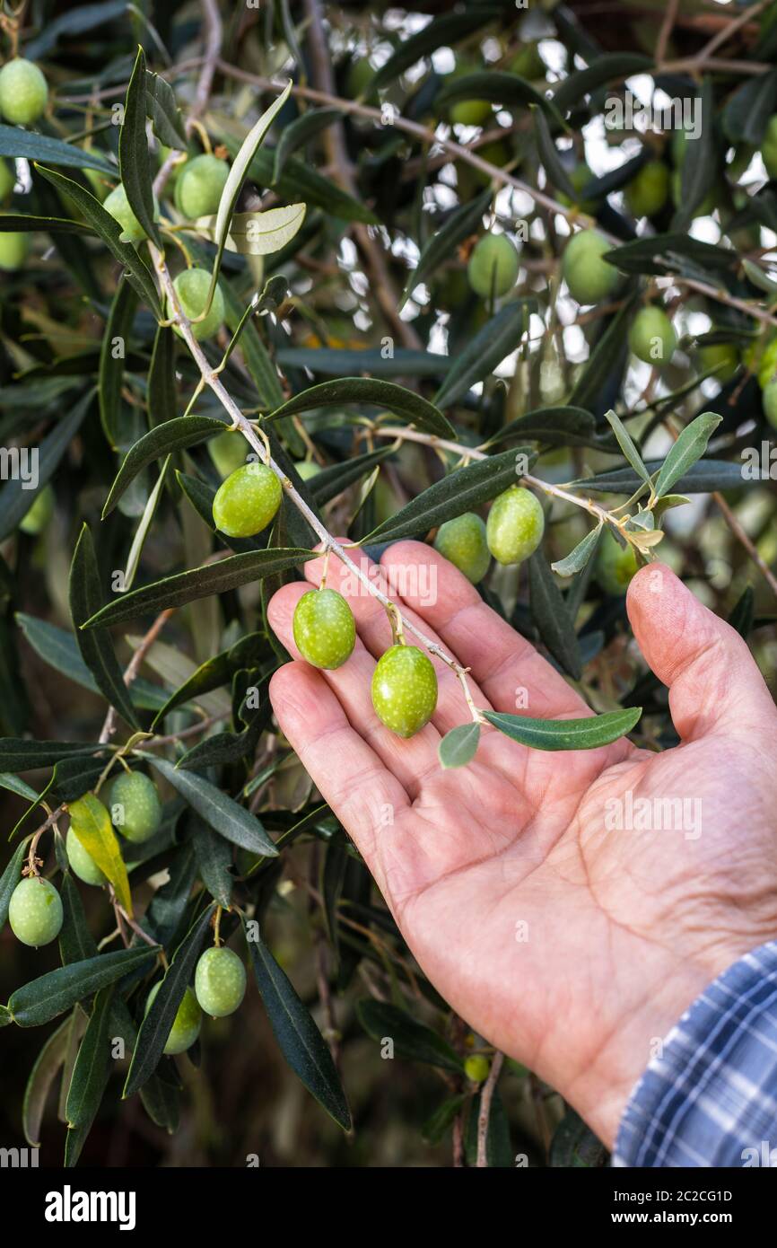 Close-up delle mani di un caucasian olivicoltore mentre egli controlla ancora acerbe olive. Agricoltura tradizionale. Antichi mestieri. Foto Stock