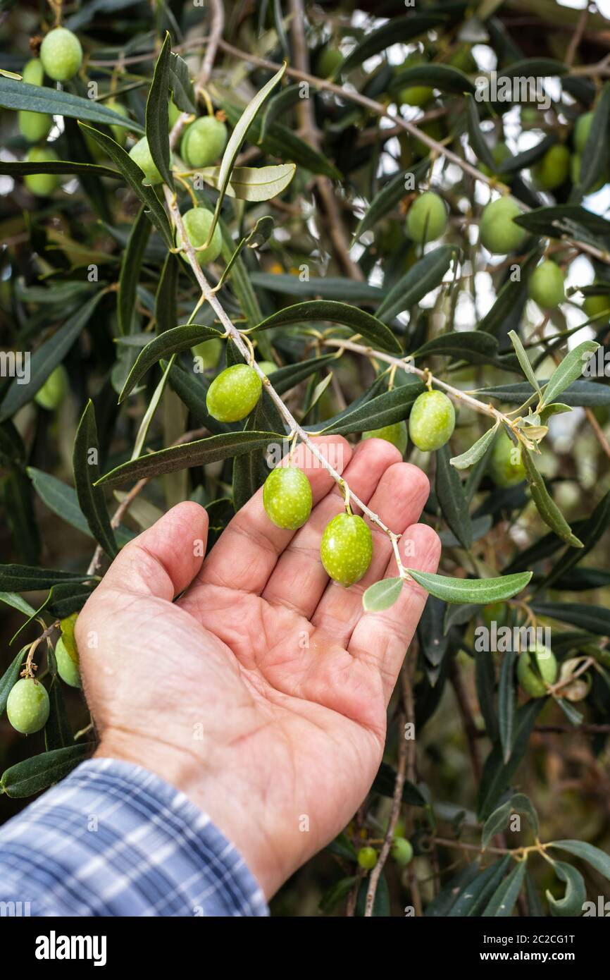 Close-up delle mani di un caucasian olivicoltore mentre egli controlla ancora acerbe olive. Agricoltura tradizionale. Antichi mestieri. Foto Stock