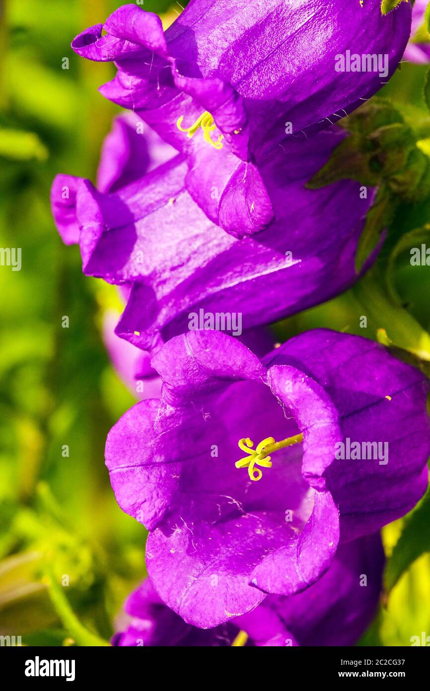 Coppa Canterbury Bells Campanula media e Saucer Foto Stock