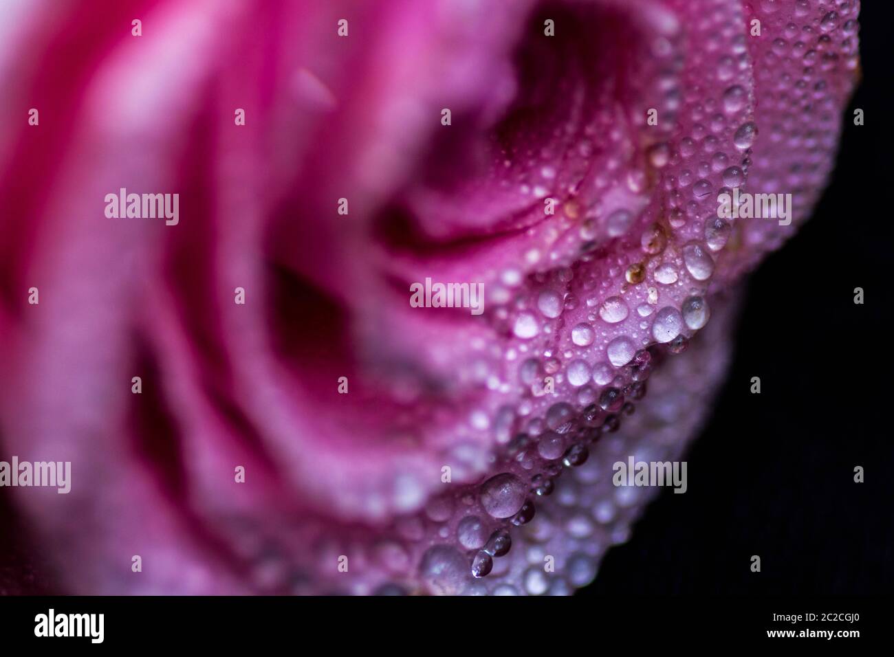 Colore rosa è aumentato Foto Stock