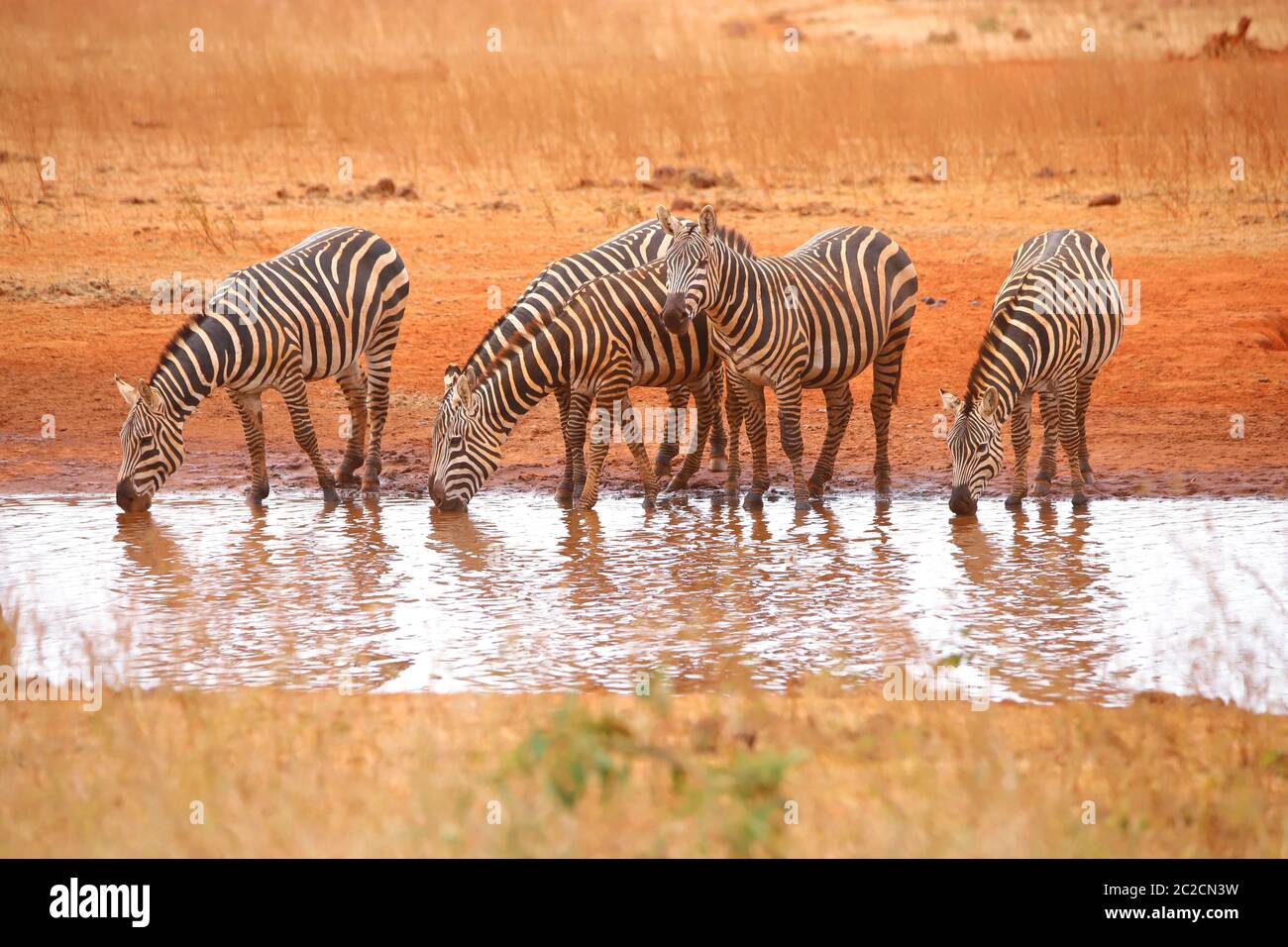 Cinque zebre al buco dell'acqua Foto Stock